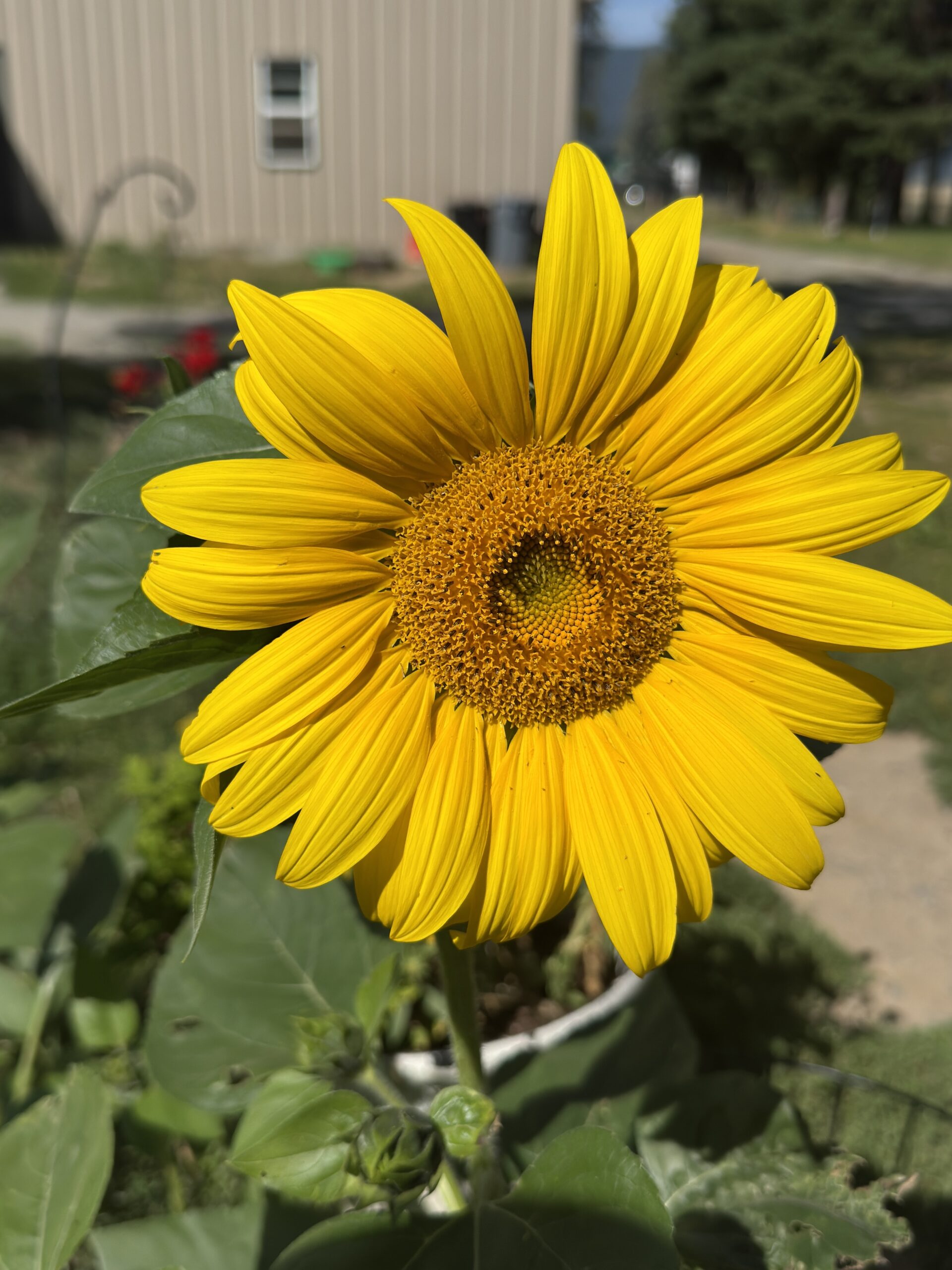 Eve: The Mother of All Living