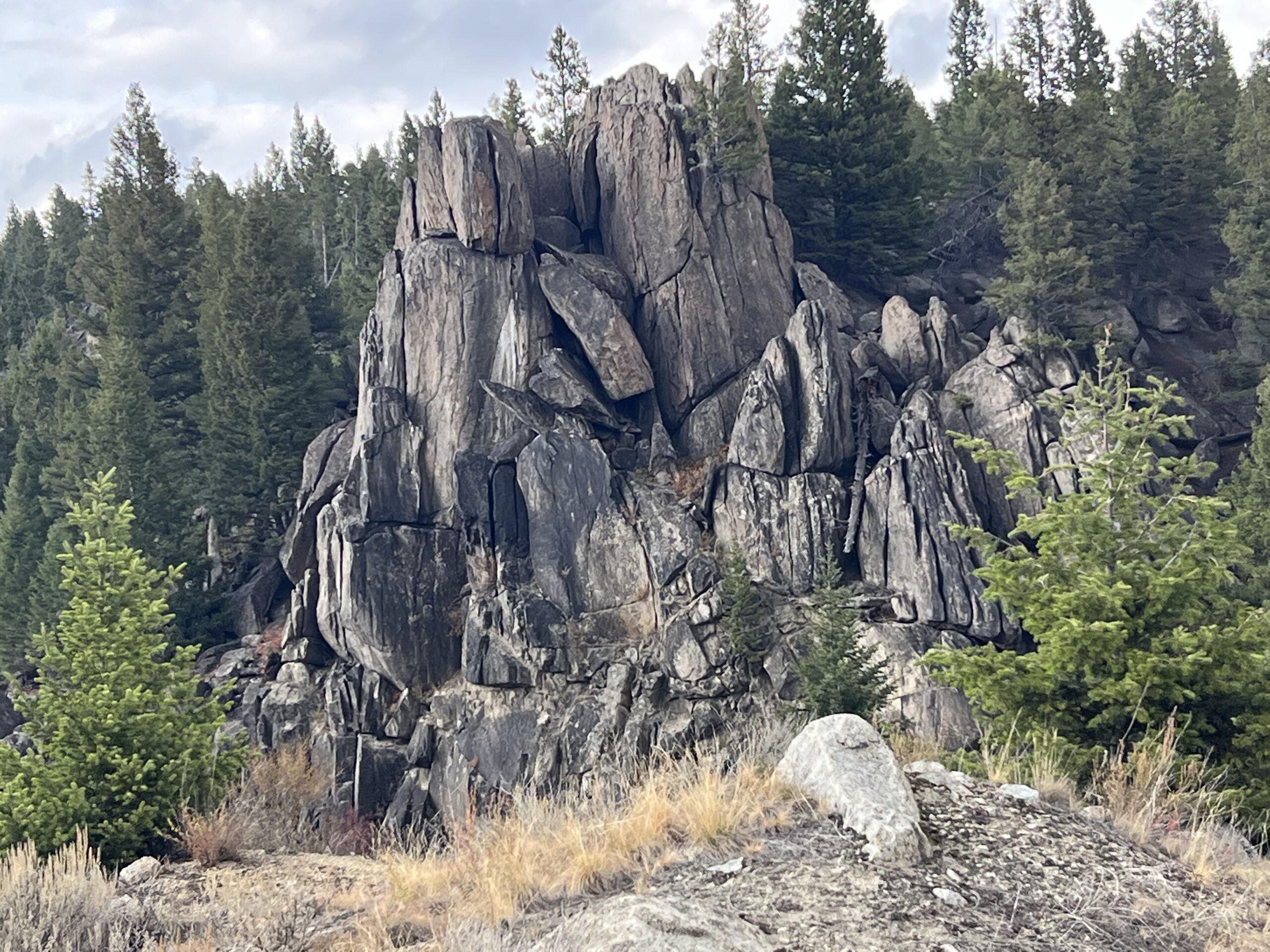 Why Study Protology?